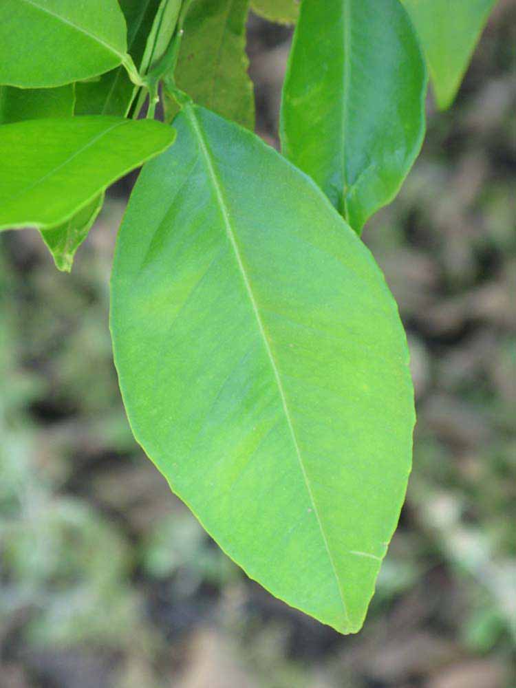            Unifoliolate leaf of  Citrus sinensis         (Budd, Winter Haven, FL)   